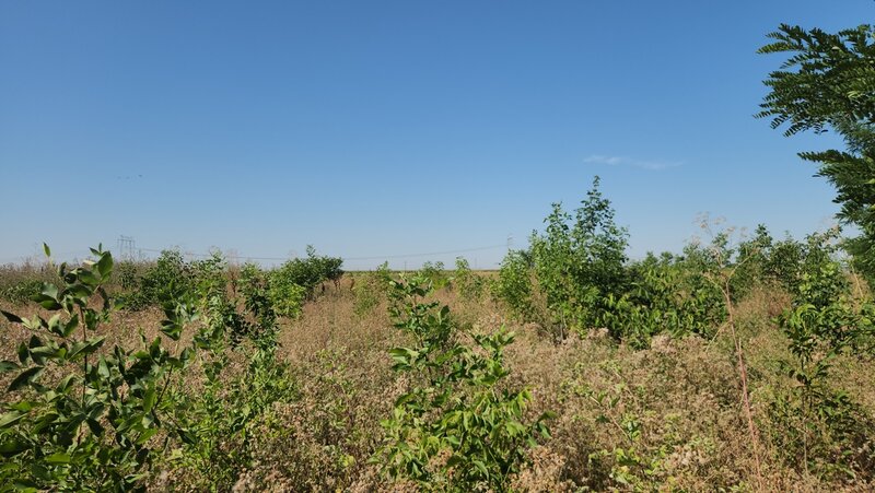 Frumusani, Pasarea, stradal DJ, ideala investitie, intravilan