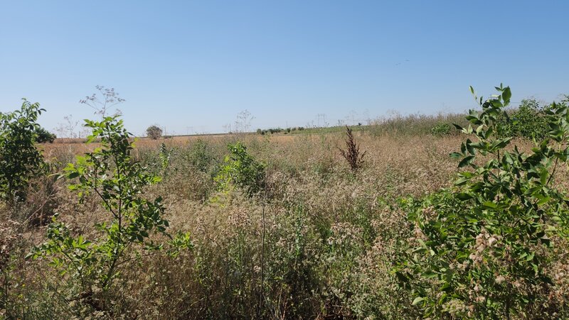 Frumusani, Pasarea, stradal DJ, ideala investitie, intravilan