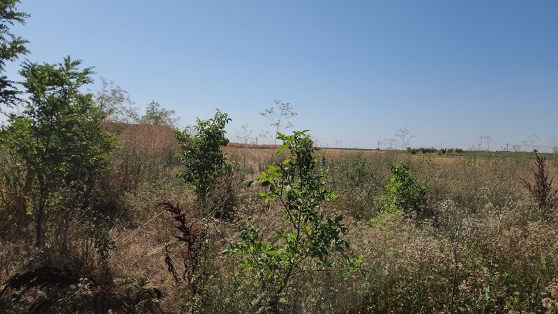 Frumusani, Pasarea, stradal DJ, ideala investitie, intravilan