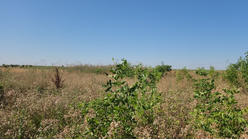 Frumusani, Pasarea, stradal DJ, ideala investitie, intravilan