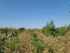 Frumusani, Pasarea, stradal DJ, ideala investitie, intravilan